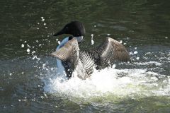 12704b08d313cfcc25315fe05c7d7b83-full